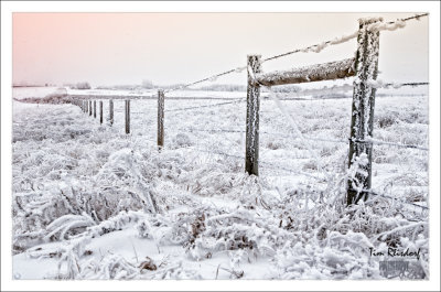 Frost and Fence