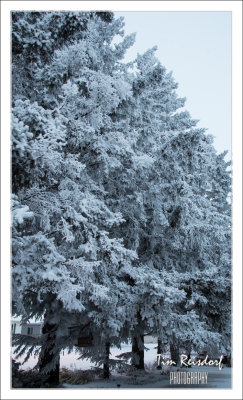 Canadian Prairie Hoarfrost 10