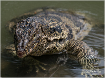 Bangkok Lizard 1