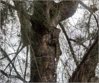 Lizard in a Tree