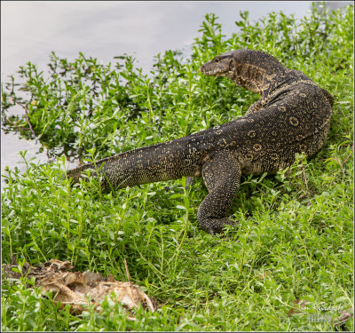 Bangkok Lizard