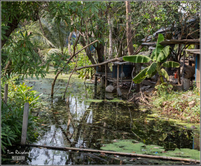 Swamp Life in Klong Toi  Bangkok