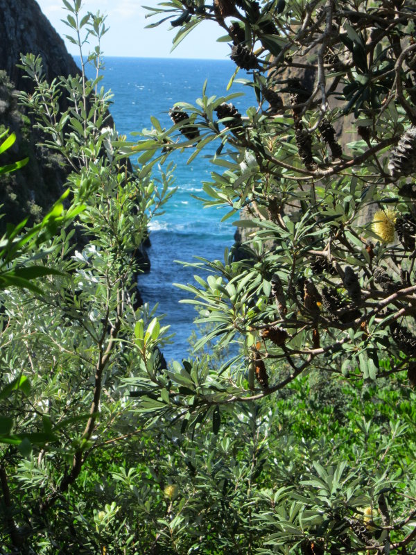 Sugarloaf Point Seal Rocks