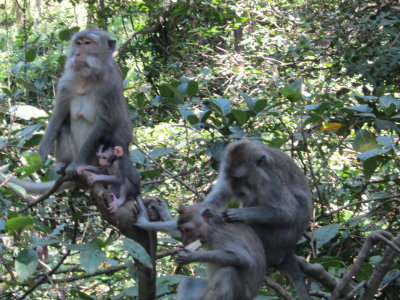Monkey Forest Ubud