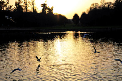birds landing and taking off at the end of the day