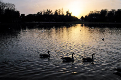 ducks form a parade