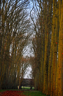 the trees form their own welcome mat
