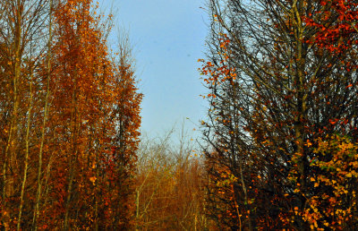 fall colors at their best