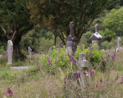 Glendalough: When Fox Glove Last in the Graveyard Bloomed