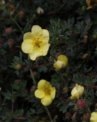 Glendalough-Yellow Flower