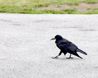 Kilkenny Castle Ravenous Raven