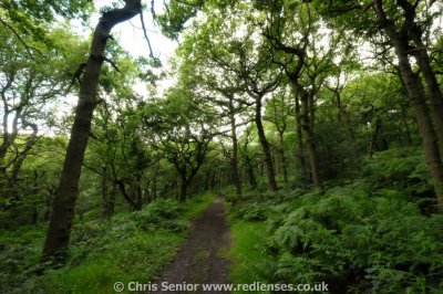 Padley Gorge Oak Woodland, Derbyshire UK