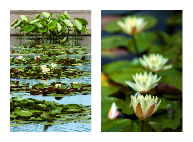 Lotuseseses