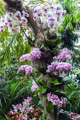 Orchid Show 2013