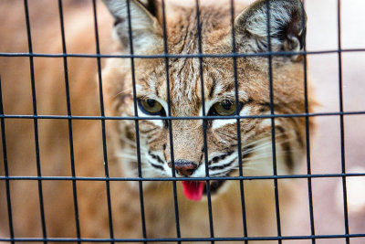 bobcat