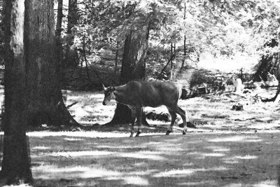 Nilgai antelope male