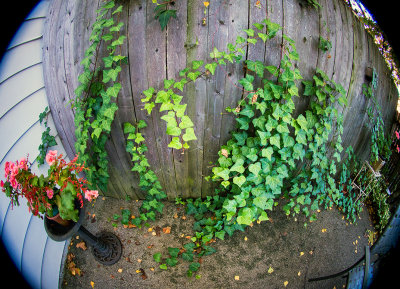 the dreaded Fence Eating Vine