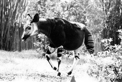 Okapi