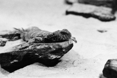 Ornate spiny tailed lizard