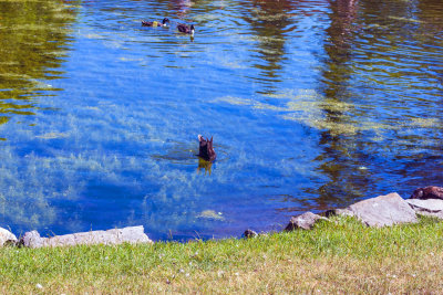 Saratoga Springs