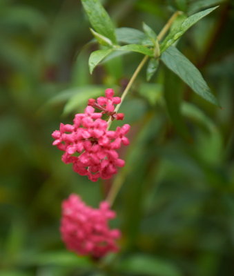 DSC01210.jpg