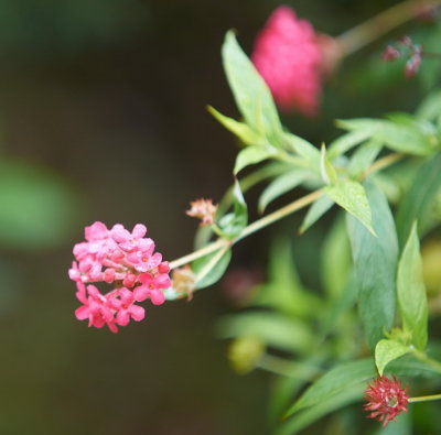 DSC01216.jpg