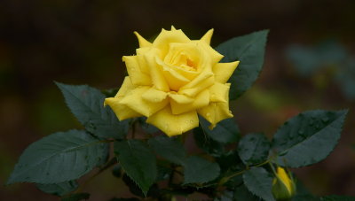 DSC01240.jpg
