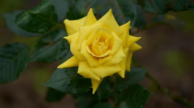 DSC01242.jpg