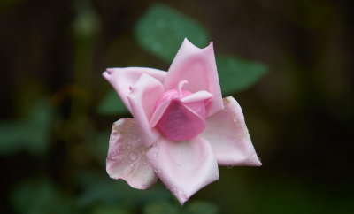 DSC01243.jpg