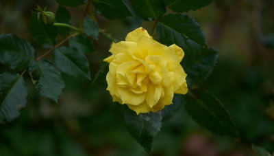 DSC01244.jpg