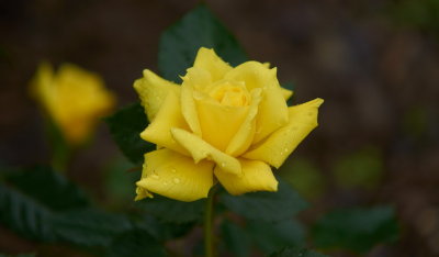 DSC01255.jpg