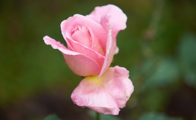DSC01264.jpg