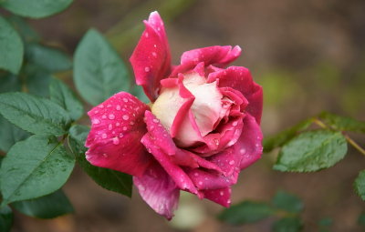 DSC01265.jpg