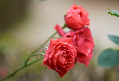 DSC01266.jpg
