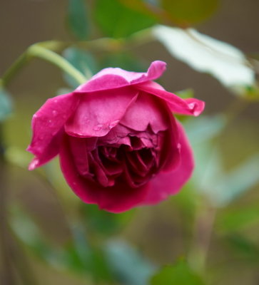 DSC01268.jpg