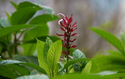 DSC01273.jpg