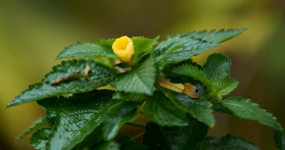 DSC01284.jpg