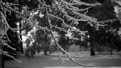 winter in b&w 