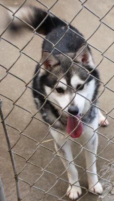 NUNIVAK IMG_4288.JPG