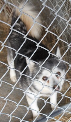 KAIDABEL IS AVAILABLE LOOKING FOR FUREVER HOME IMG_4362.JPG
