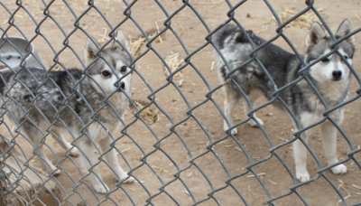 MINTO AND SIARNAK IMG_4401.JPG