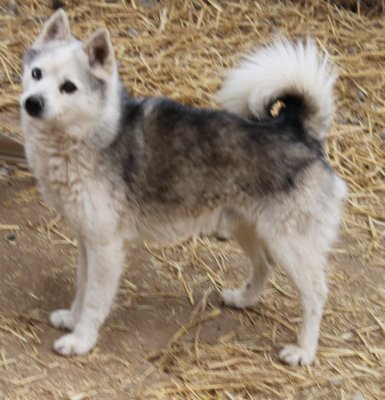 TADLUK IS AVAILABLE  IMG_4410.JPG