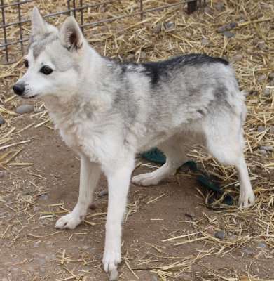 EUREKA IS ALTERED AND LOOKING FOR FUREVER HOME  IMG_4428.JPG