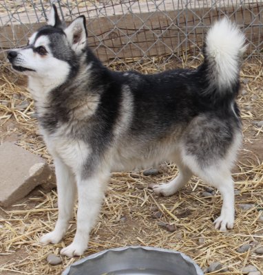 KRELUKPOK IS ALTERED AND LOOKING FOR FUREVER HOME IMG_4437.JPG
