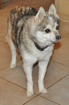 TIA ALMOST 14 NOW AND GREG'S CONSTANT COMPANION IMG_4545.JPG