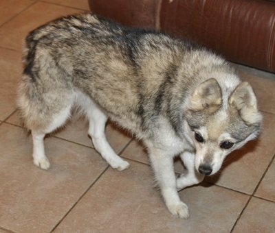TIA ALMOST 14 NOW AND GREG'S CONSTANT COMPANION IMG_4549.JPG