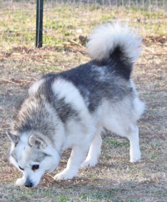 KAVIK RESIDING AT FOXX IMG_4617.JPG