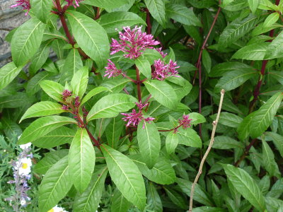 bees loved the same plant nearby