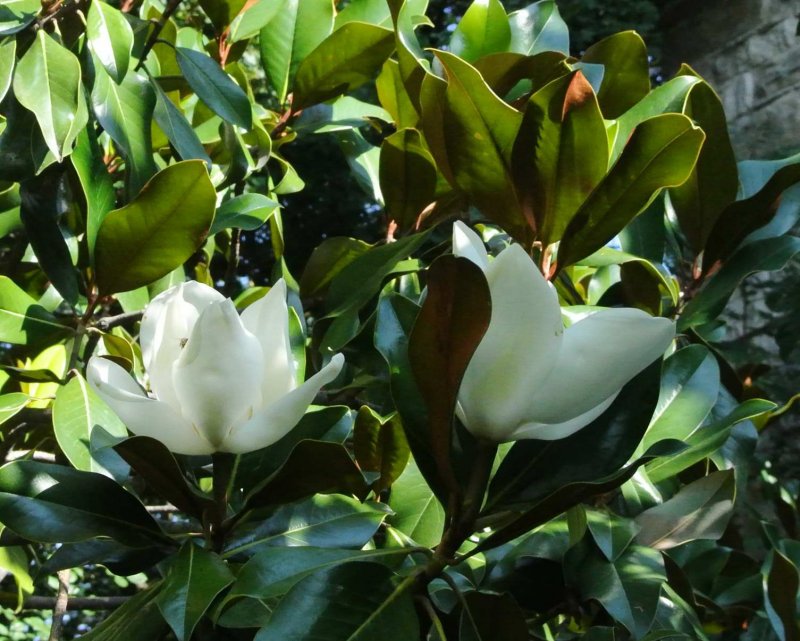 DSC_4400c.jpg