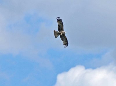 Nikon 300mm birds in flight